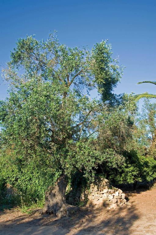 Tenuta Badessa كاسالابات المظهر الخارجي الصورة