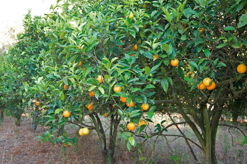 Tenuta Badessa كاسالابات المظهر الخارجي الصورة